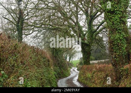 Farlacombe, Devon, UK. 03 Jan 2023, High winds and heavy rain cause flooding and potholes on rural roads in Devon. Credit: Will Tudor/Alamy Live News Stock Photo