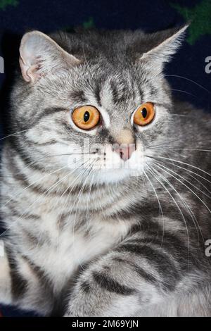 Closeup of a gold and black cat with yellow eyes lying on a stone floor ...