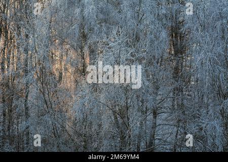 The play of light and shadow in a winter forest scenery Stock Photo