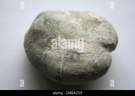 Fossilized sea urchin Stock Photo