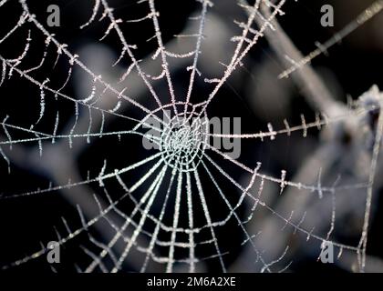 Frosted spider web close up shot on a cold january morning. Stock Photo