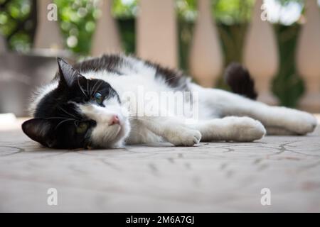 Black and white cat lying on its side on the deck Stock Photo