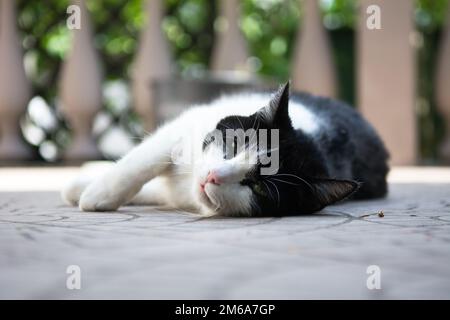 Black and white cat lying on its side on the deck Stock Photo