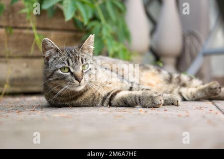Striped grey cat lying on its side on a deck -  incision scar on her left ear Stock Photo