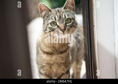 Striped grey cat looking at you through an open deck door Stock Photo