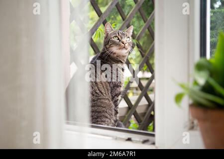 Beautiful striped grey cat sitting outside of an open window, looking up Stock Photo