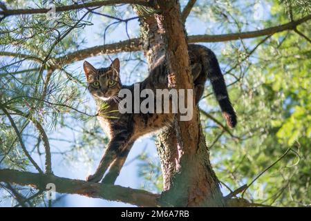 Grey tabby cat standing high on a pine tree, looking into the camera Stock Photo