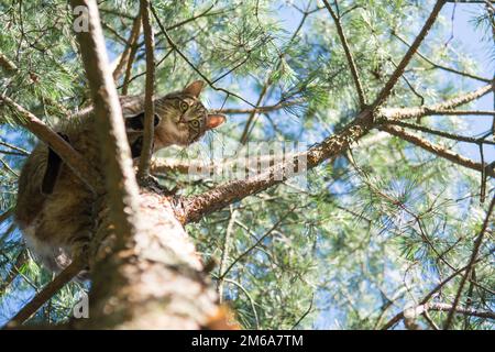 Grey tabby cat standing high on branches of a pine tree, looking down into the camera Stock Photo