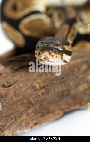 Royal Python, python regius, Close Up of Skin Stock Photo - Alamy