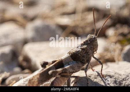 Brown locust close up full body side view (Oedipoda carulescens) Stock Photo