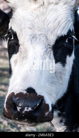 Cow head full face extremely close up Stock Photo