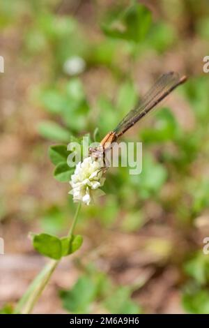 A brown damselfly eats a flower of white clover on the prairie floor Stock Photo