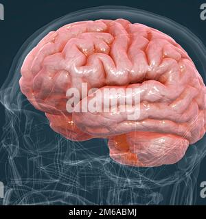 Occipital Lobe of Human brain illustration with Gear icon Stock Photo -  Alamy