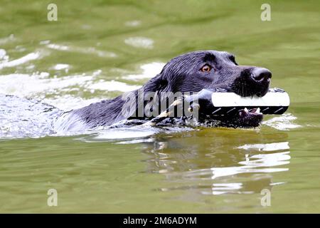Working Labrador Retriever Stock Photo