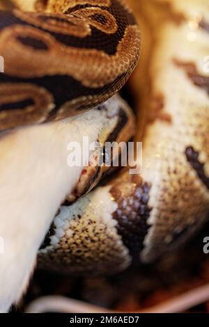 Python Royal python eating a mouse, ball python, Python regius, in ...