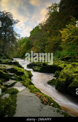 River Wharfe water flowing through The Strid, a narrow channel between boulders & woodland - scenic Bolton Abbey Estate, Yorkshire Dales, England, UK. Stock Photo