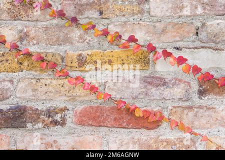 Ivy tendrils on an old brick wall, autumn colours Stock Photo
