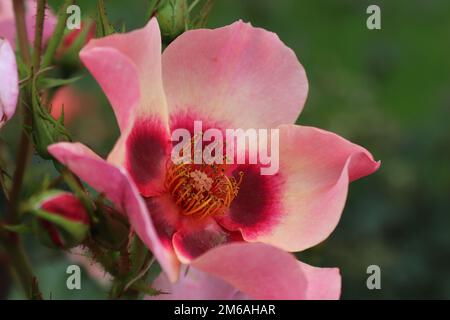 Rose, for your eyes only. Rosa Persica. Pink/Peach Rose. Stormont Grounds.20th August 2019 2:48 pm Stock Photo