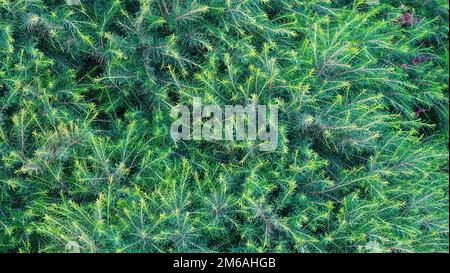Green Pine Wallpaper. Lush Coniferous Background. Branches of conifer Stock Photo