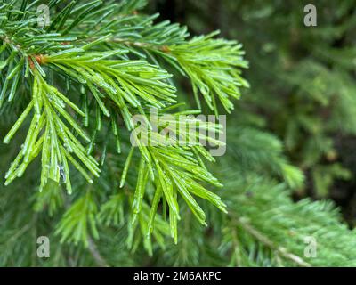 Water droplets on an evergreen branch. Stock Photo