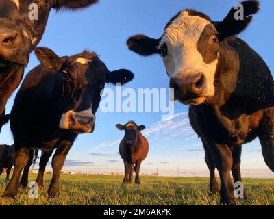 Curious cows watching the photographer. Stock Photo