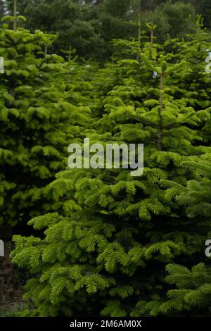 Plantation of Evergreen Nordmann Firs, christmas Tree Growing Ourdoor Stock Photo
