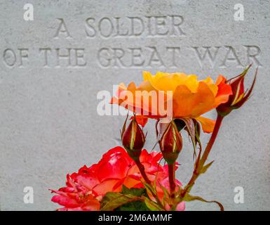 Commonwealth War Grave Headstone for unidentified soldier with colourful flowers Stock Photo