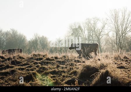 white cow walking across a frost field in winter at sunrise Stock Photo