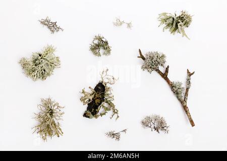 Set of fishnet lichen, Cladonia boryi, lichen on white background Stock Photo