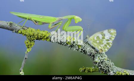 Closeup of Green praying mantis sits on tree branch next to butterfly and looking at on camera. Transcaucasian tree mantis (Hierodula transcaucasica) Stock Photo