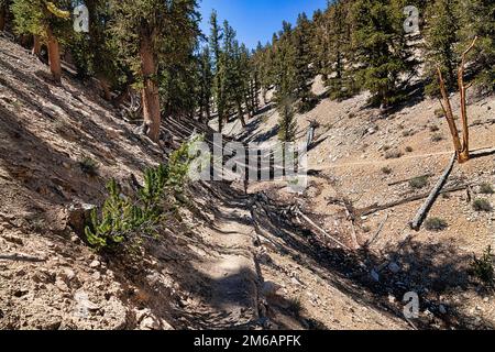 Hiking trail through protected area Ancient Bristlecone Pine Forest, Longleaf pines (Pinus longaeva), White Mountains, near Bishop, Inyo National Stock Photo