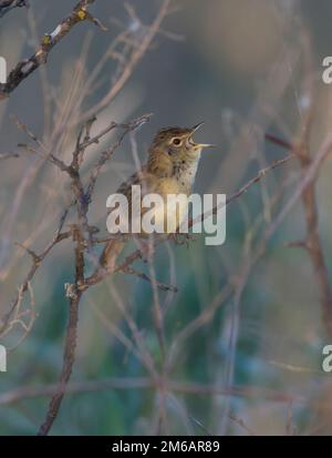 Common Grasshopper Warbler male singing in the bush. Stock Photo