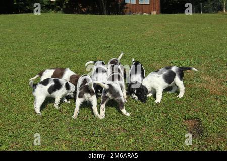 Hunting dog, English Springer Spaniel, 7 weeks old puppies, Allgaeu, Bavaria, Germany Stock Photo