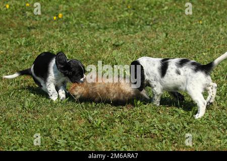 Hunting dog, English Springer Spaniel, 7-week-old puppies playing with a tanned hare skin, Allgaeu, Bavaria, Germany Stock Photo