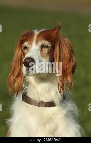 Hunting dog Irish Setter, portrait, Allgaeu, Bavaria, Germany Stock Photo