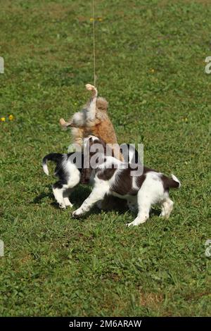Hunting dog, English Springer Spaniel, 7-week-old puppies playing with a tanned hare skin, Allgaeu, Bavaria, Germany Stock Photo