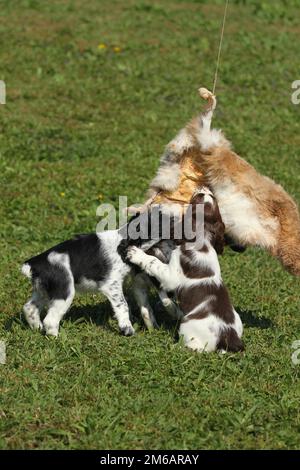 Hunting dog, English Springer Spaniel, 7-week-old puppies playing with a tanned hare skin, Allgaeu, Bavaria, Germany Stock Photo
