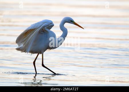 Great egret (Ardea alba) (Syn. Casmerodius albus), strutting in the water, wings raised, side view, evening light, pink water, Chiemsee, Chiemgau Stock Photo