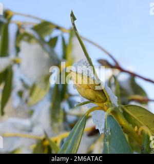 Rhododendron in winter with ice crystals on the bud and green leaves in closeup Stock Photo