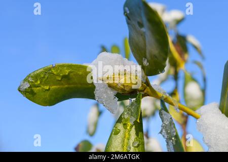 Rhododendron in wintertime with ice crystals on the bud and green leaves in closeup Stock Photo