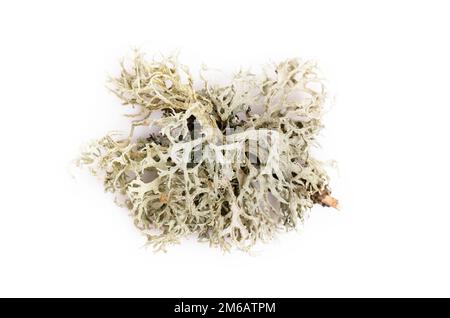 Fishnet lichen, Cladonia boryi, lichen on white background Stock Photo