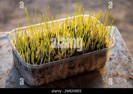 Microgreens. Sprouted grains of wheat. Stock Photo