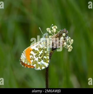 Male Orange-tip Butterfly resting on flower head Stock Photo