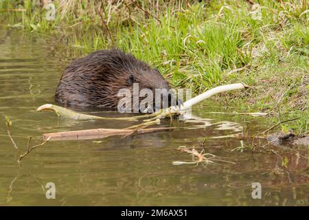North American beaver (Castor canadensis) gnawing bark of a cut branch on a lakeshore. . Stock Photo