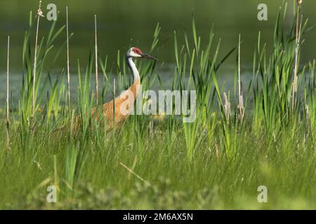 Sandhill crane (Grus canadensis) moving in a marsh. Stock Photo
