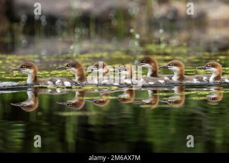 Common mergansers. (Mergus) merganser. Young swimming on a lake with reflexion in the water Stock Photo