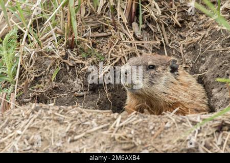 Groundhog (Marmota) or woodchuck watching at the entrance of the den. monax Stock Photo