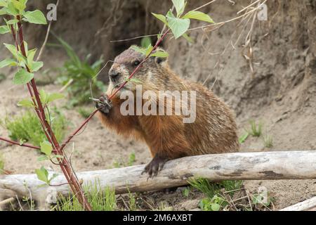 Groundhog (Marmota) or woodchuck eating leaves of a bush. monax Stock Photo
