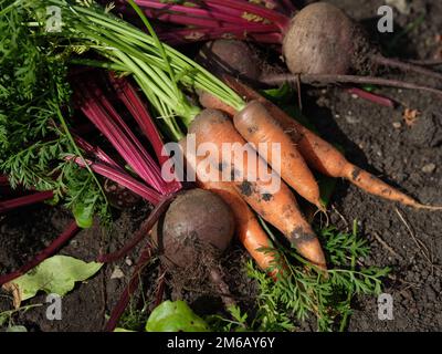 Freshly harvested organic beets and carrots lying on soil. Close up. Stock Photo
