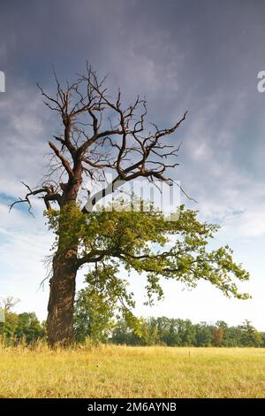 Old dying Oak tree in evening light Stock Photo - Alamy